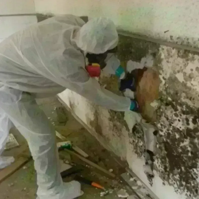 Mold Remediation and Removal in Alamogordo, NM